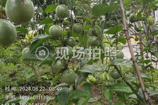 选择果园名字时需要考虑的五个关键因素