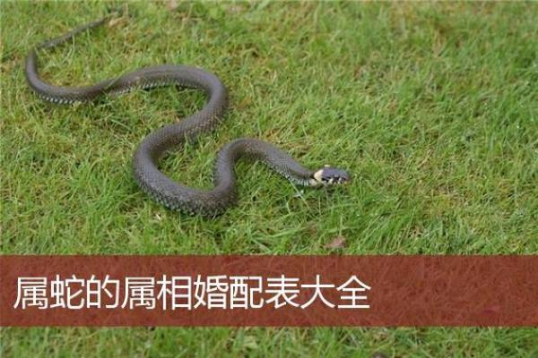 蛇与哪些属相最匹配,揭秘最佳配对关系 蛇与哪些属相最匹配,揭秘最佳配对关系