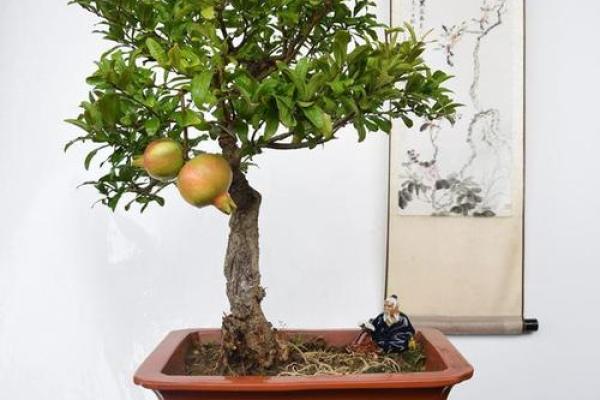 石榴木相配的艺术效果与实际应用技巧 石榴木相配的艺术效果与实际应用技巧