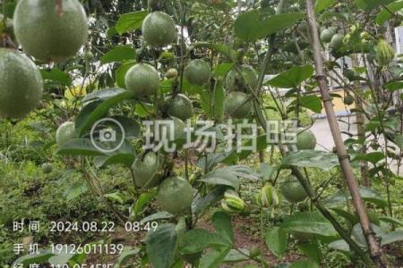 选择果园名字时需要考虑的五个关键因素