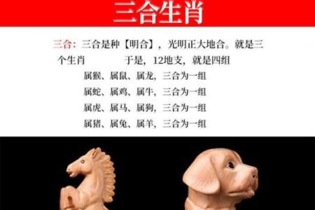 从生肖看兔与狗的默契度：它们真是天生一对吗？