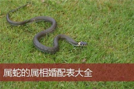 蛇与哪些属相最匹配，揭秘最佳配对关系