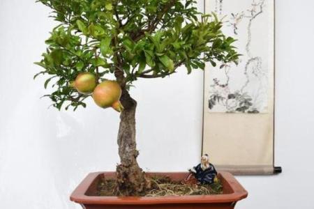 石榴木相配的艺术效果与实际应用技巧