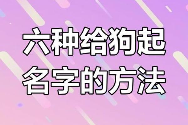 为你的女狗狗取个个性名字的创意灵感