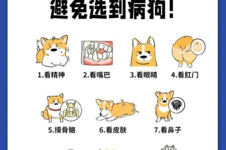 为爱犬选择完美名字的实用技巧