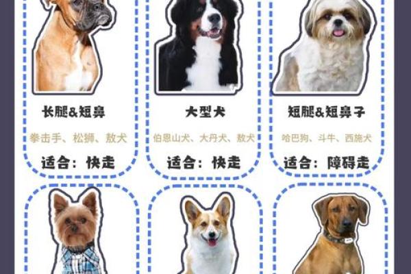 如何为你的大狗取名字:步骤与灵感推荐 如何为你的大狗取名字:步骤与灵感推荐