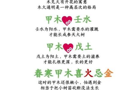 甲命属于哪个五行属性的分析与解读