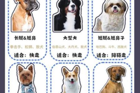 如何为你的大狗取名字：步骤与灵感推荐