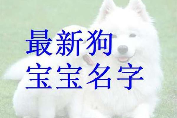 为属狗宝宝取名字的独特方法，助你找到最佳选择