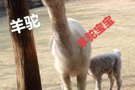 马羊婚姻是否合适 如何判断两者之间的匹配度
