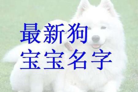 为属狗宝宝取名字的独特方法，助你找到最佳选择
