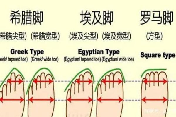 脚趾特征暗示命运,哪种形态代表富贵运 脚趾特征暗示命运,哪种形态代表富贵运