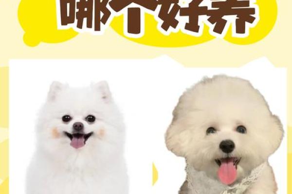 狗与龙的相配度：性格与命运的深度契合