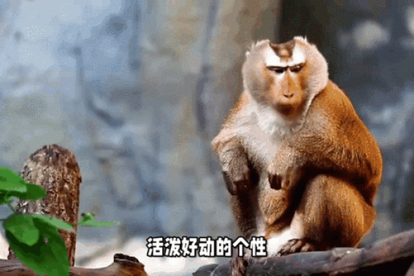 猴与龙的搭配是否合适？探讨生肖相配的奥秘