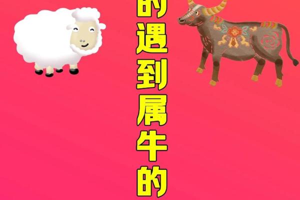 属猪与属牛的爱情与婚姻 是否能和谐相处