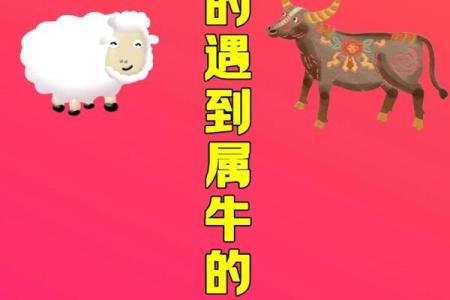 属猪与属牛的爱情与婚姻 是否能和谐相处