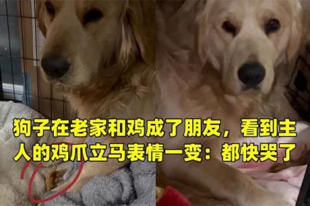 狗和鸡能成为好伙伴吗