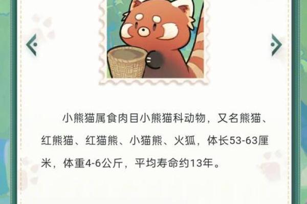 小熊名字大全，选一个与它最配的名字