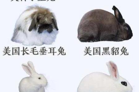 兔子名字大全：从甜美到搞笑的完美选择