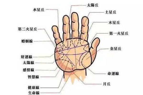 解密金龟命:命运中的富贵与幸福 解密金龟命:命运中的富贵与幸福