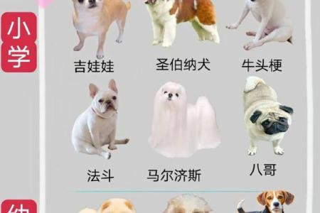 为你的狗狗起个名字：从性格到外貌的命名指南