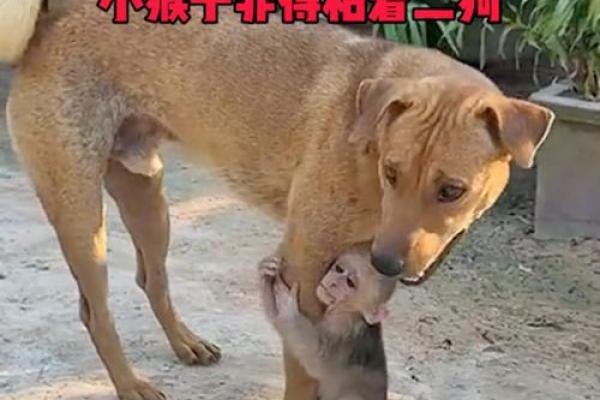 猴和狗是否是理想的婚姻搭档