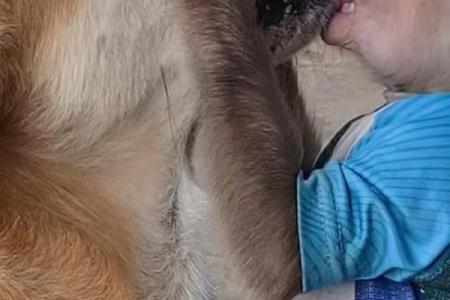 猴和狗是否是理想的婚姻搭档