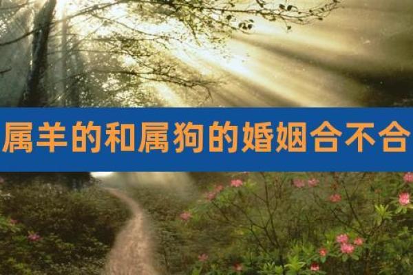 女羊男狗婚姻配对解析：性格与命运的相互影响