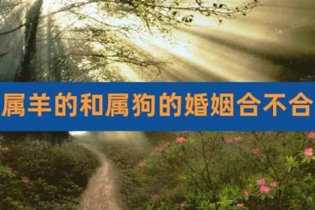 女羊男狗婚姻配对解析：性格与命运的相互影响
