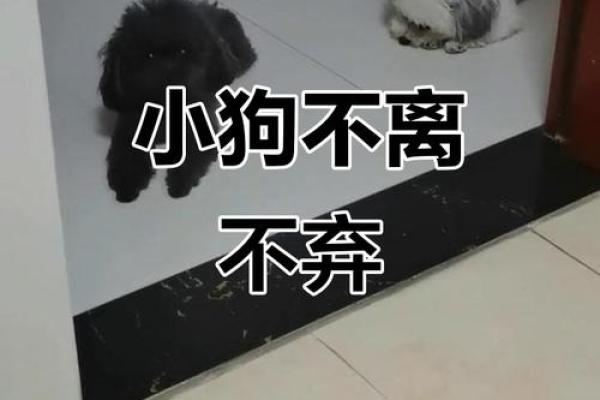狗狗是否会找到合适的伴侣？让我们一起来探索