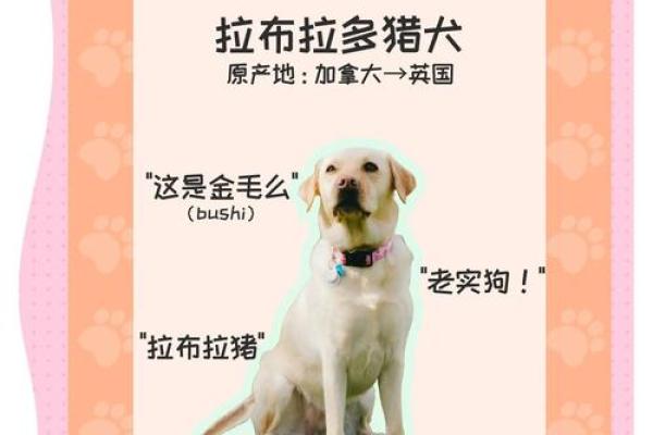 狗狗是否会找到合适的伴侣？让我们一起来探索