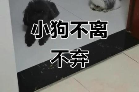狗狗是否会找到合适的伴侣？让我们一起来探索