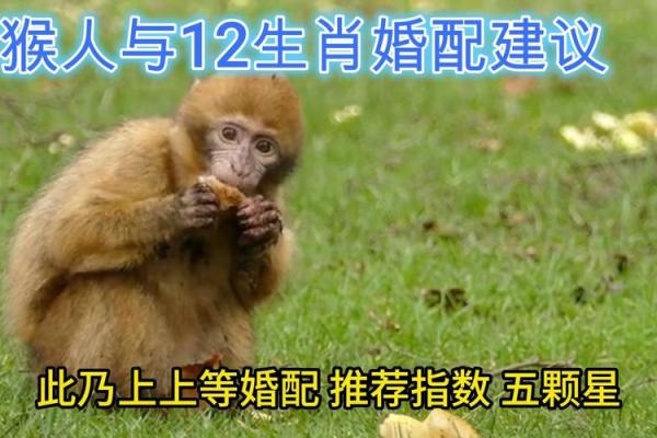 羊和猴配对是否和谐？了解两者的性格特点与匹配指数