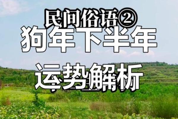 今年是狗年，属狗的人运势如何解析