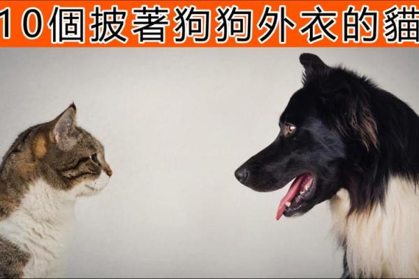 狗与虎性格匹配吗 探讨两者的关系与相容性