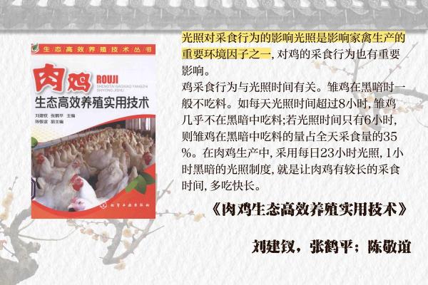 从养殖角度看鸡和猪是否是理想的搭配