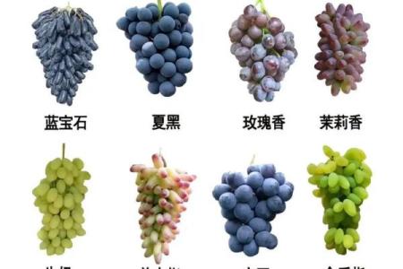 水果种类全解析，带你认识各种水果名字