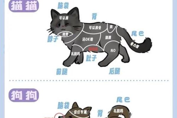 羊与狗如何成为完美搭档 养宠技巧解析 羊与狗如何成为完美搭档 养宠技巧解析
