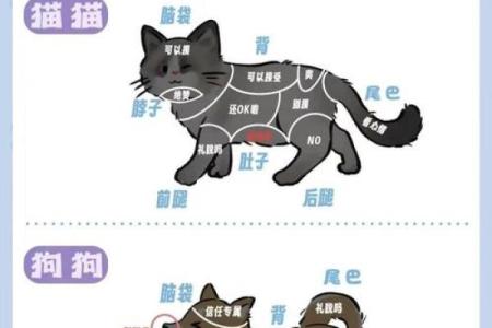 羊与狗如何成为完美搭档 养宠技巧解析