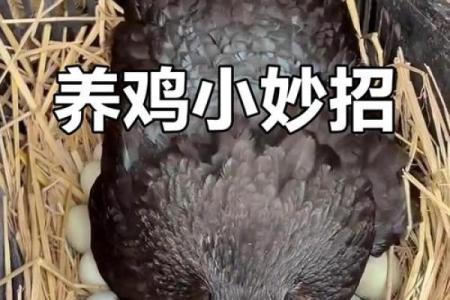 如何优化女鸡和男鸡的配对以提高产蛋量