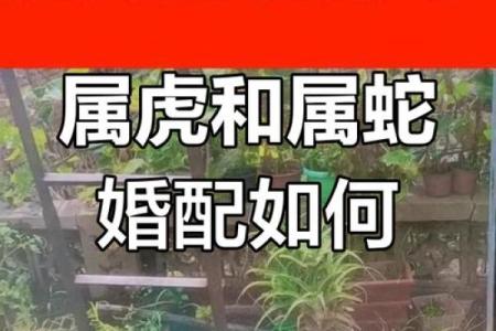 蛇男和牛女的婚姻配对解析