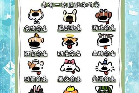 适合各种犬种的独特女狗名字大全