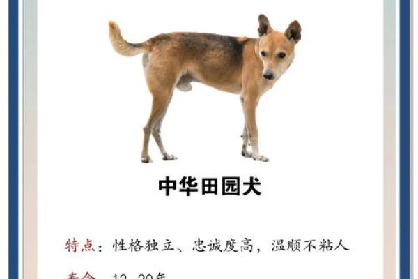 牛和狗是最佳搭档吗?深入了解它们的相处之道 牛和狗是最佳搭档吗?深入了解它们的相处之道