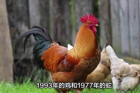 鸡男和蛇女适合做情侣吗？深入分析两者的性格契合度