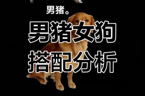 深入解析男狗女狗婚姻关系的相配度