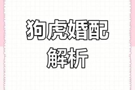深入解析男狗女狗婚姻关系的相配度
