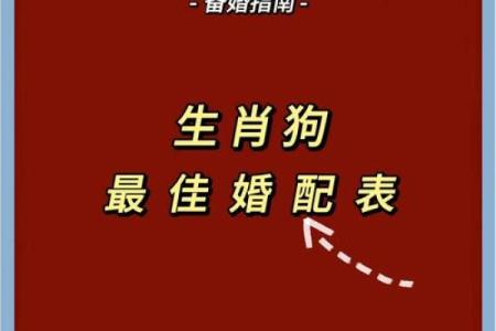 属狗与属鸡的性格差异与婚姻和谐度探讨