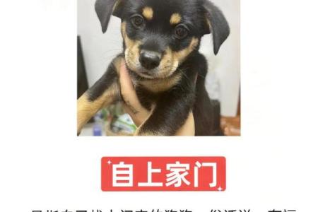 属狗人财运解析：如何抓住财富机会