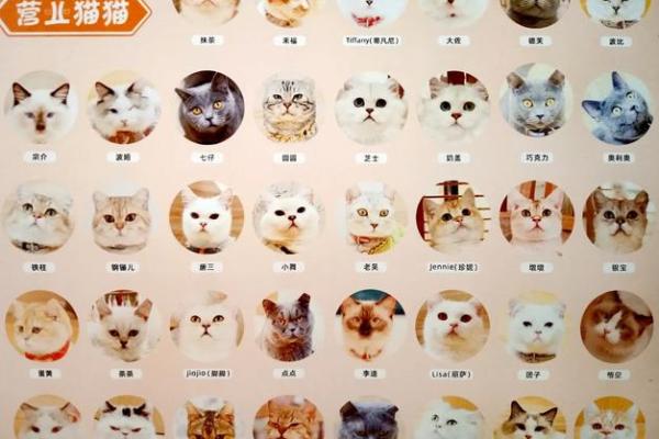 为你的男猫挑选一个有趣又个性的名字