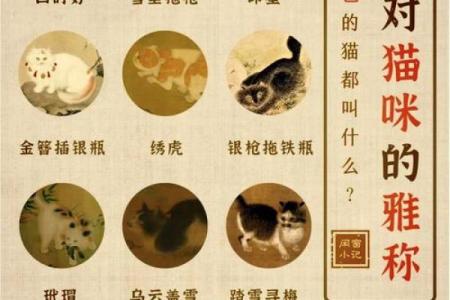 为你的男猫挑选一个有趣又个性的名字